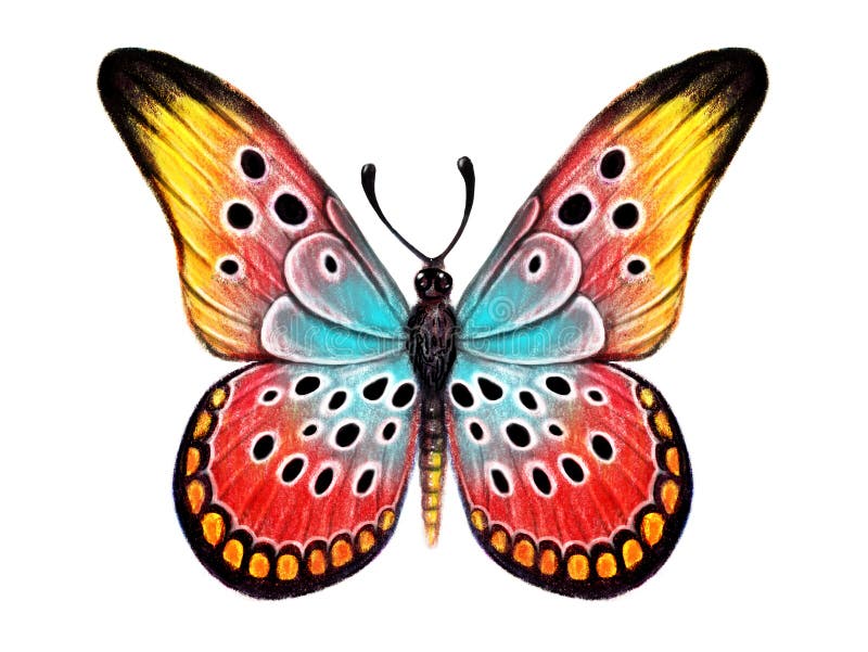 Butterfly Drawing Tutorial - How to draw a Butterfly step by step-vinhomehanoi.com.vn