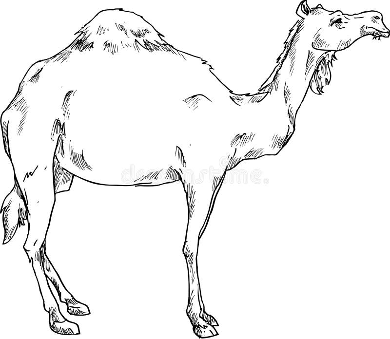 stock illustration hand drawn camel illustration image