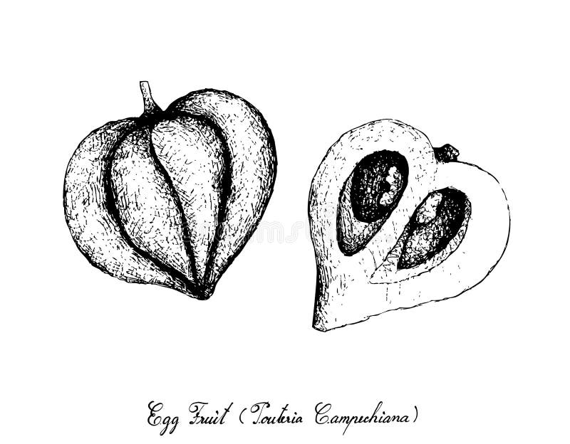 Sapote Isolated Stock Illustrations – 153 Sapote Isolated Stock ...
