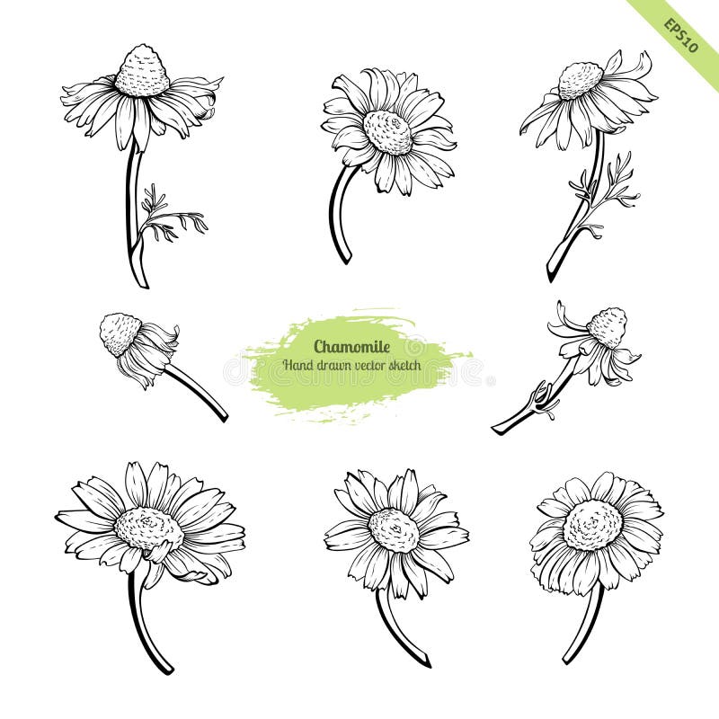 Hand drawn chamomile flower collection. 