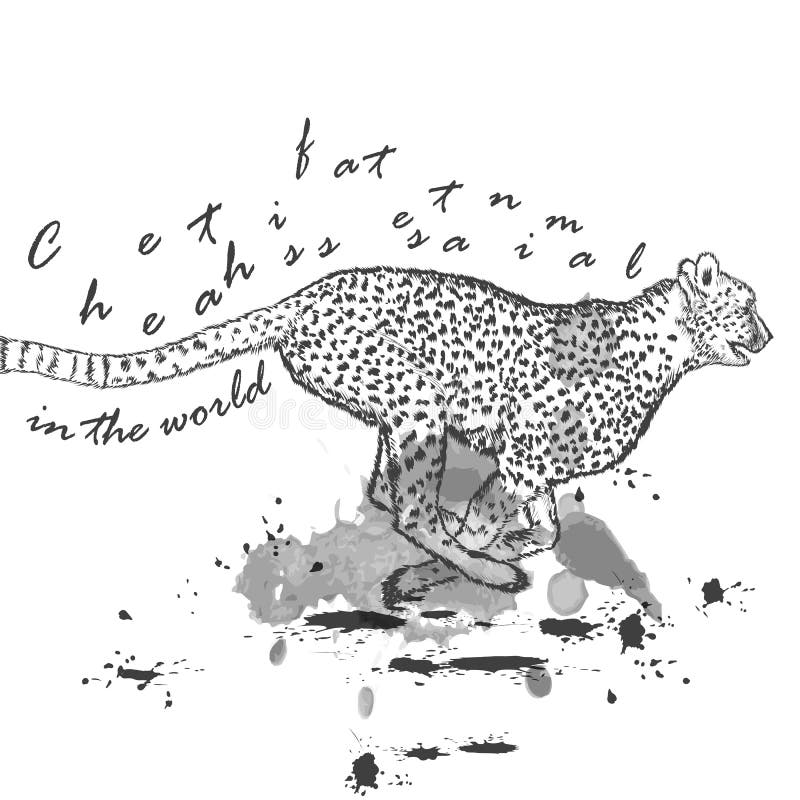 https://thumbs.dreamstime.com/b/hand-drawn-cheetah-animal-running-ink-spots-52886995.jpg