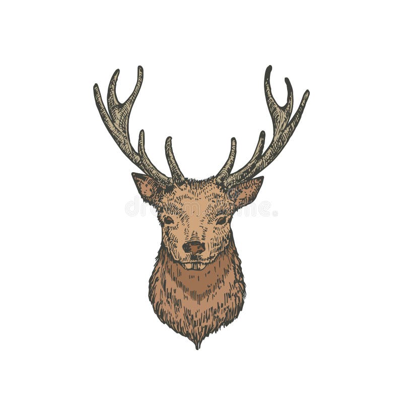 A deer face line art template Royalty Free Vector Image