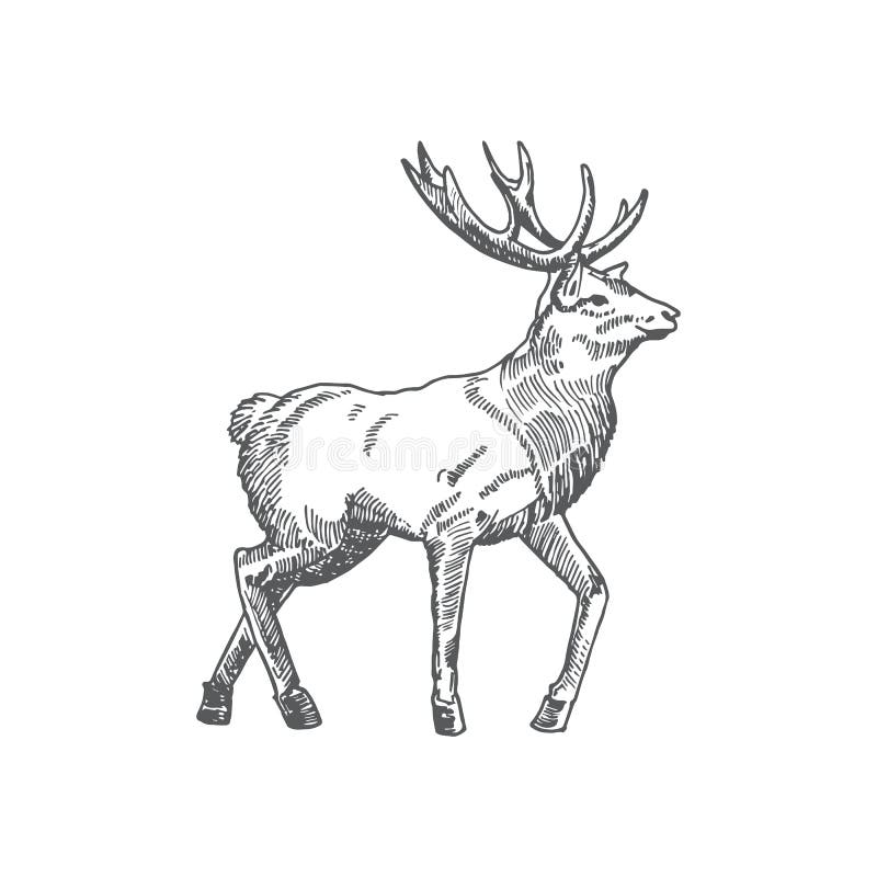 Reindeer Dust: Over 210 Royalty-Free Licensable Stock Illustrations &  Drawings
