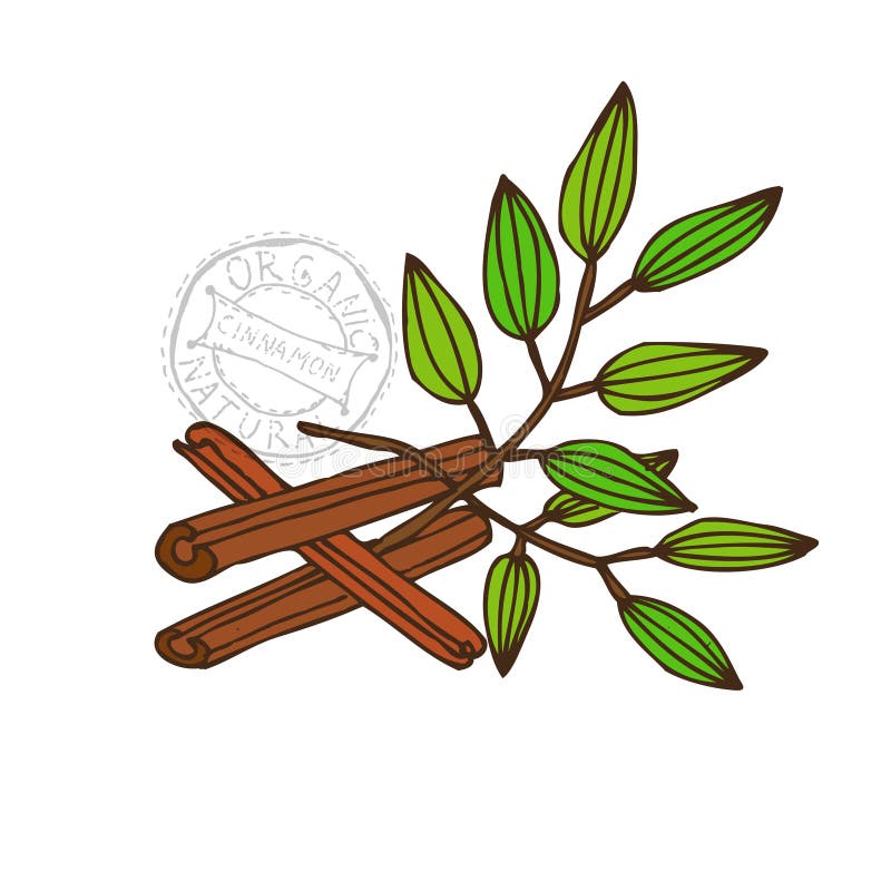 Корица рисунок карандашом