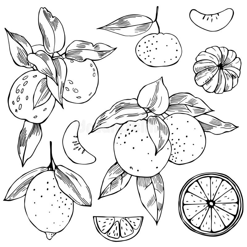 Hand Drawn Citrus Fruits. Vector Sketch Illustration Stock Vector