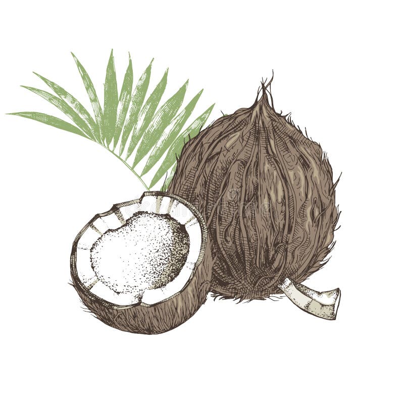 Coconut Oil Label with Type Design Over Hand Drawn Coconuts and Leaves ...