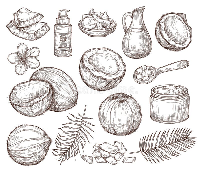 Hand drawn coconut. Summer sketch, beach palm exotic flowers. Organic raw coco oil and cosmetics, drawing tropical