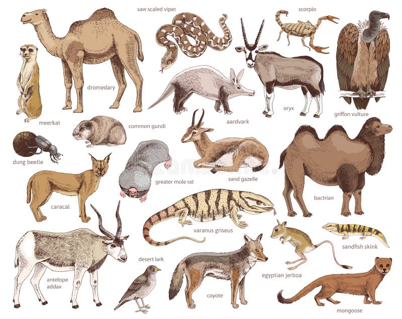 Hand Drawn Collection of Desert Animals Stock Vector - Illustration of  climate, desert: 226976059