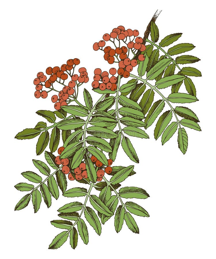 Rowan Tree Clip Art rowan-tree-clip-art