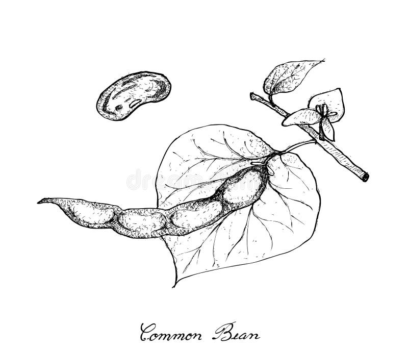 Bean Common Stock Illustrations – 268 Bean Common Stock Illustrations ...