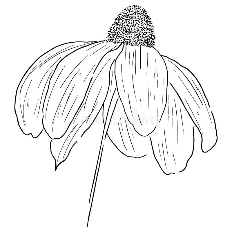 Cone Flower in Black & White Stock Vector Illustration of white