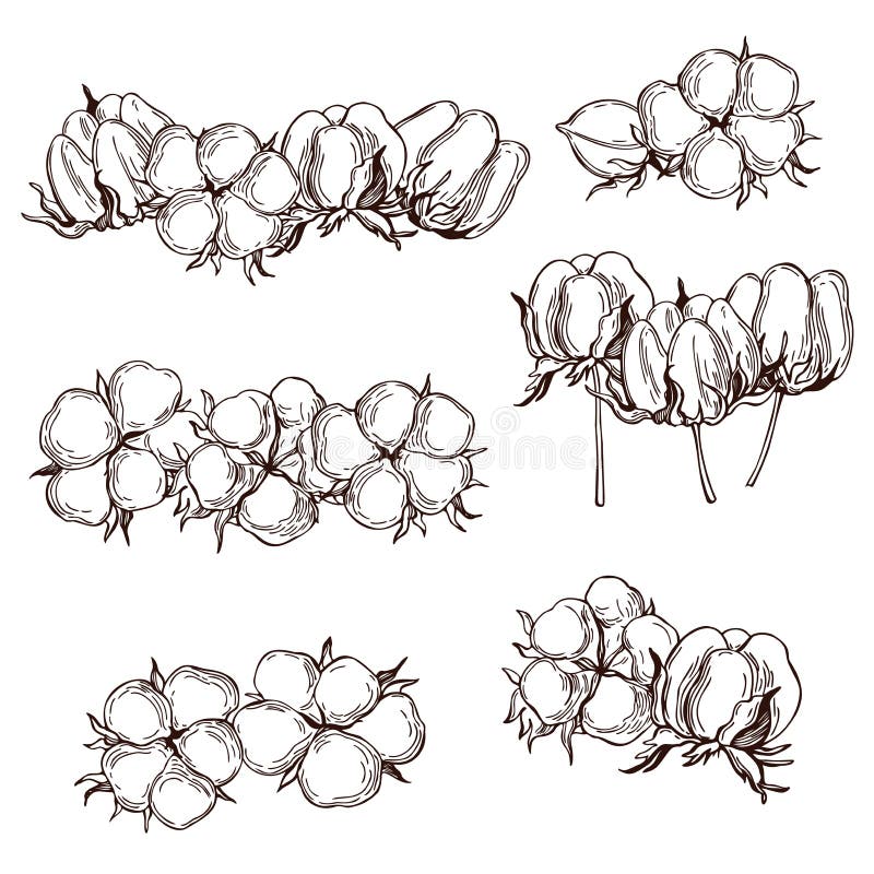 Hand Drawn Cotton Plant. Vector Sketch Illustration Stock Vector