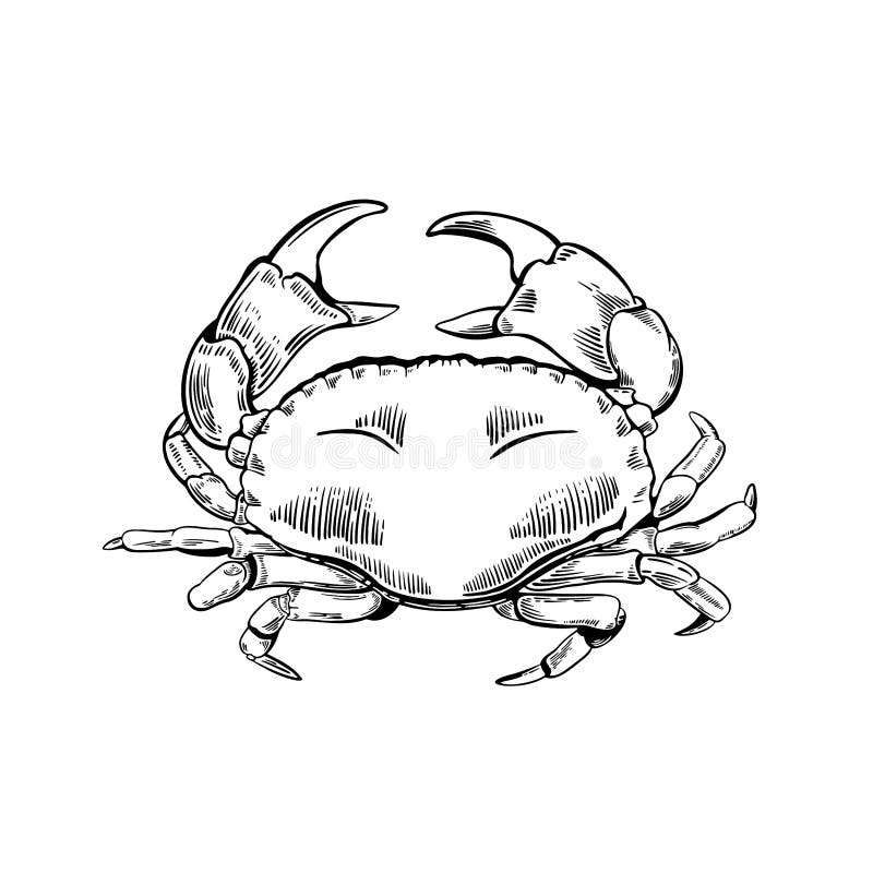 Hand drawn crab illustration in engraving style vector illustration