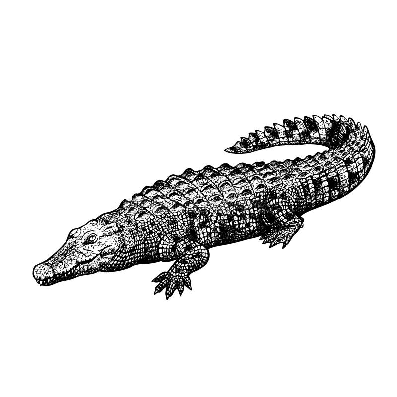 clipart crocodile black and white