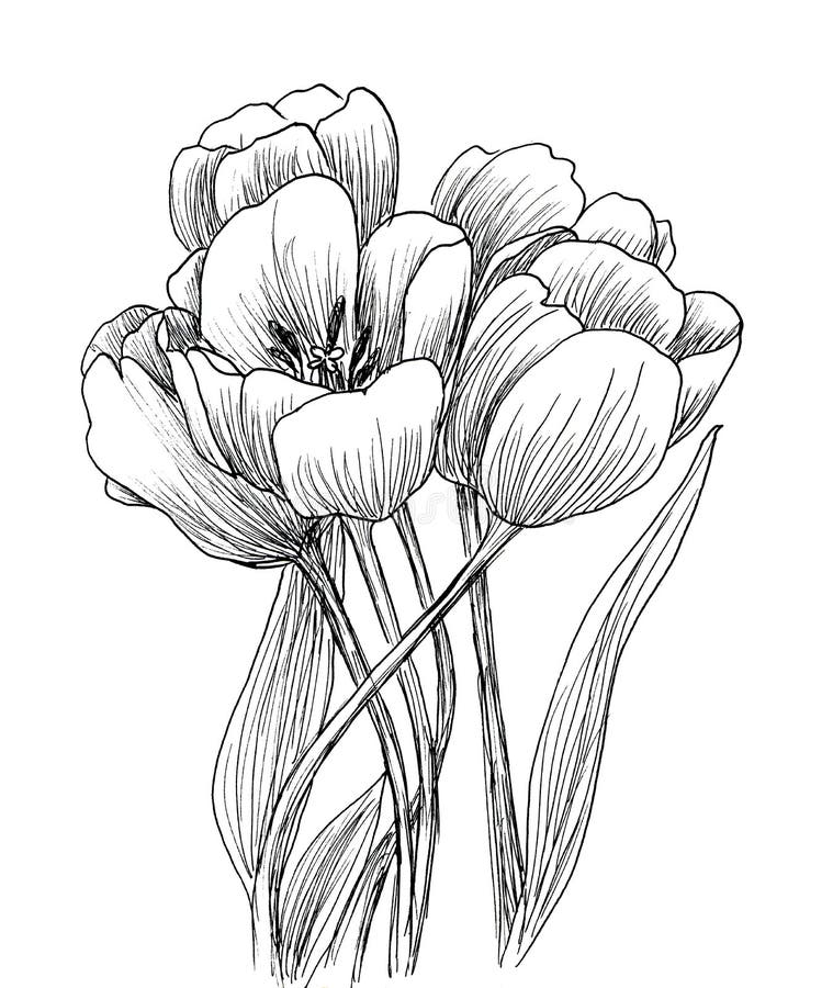 Hand Drawn Decorative Tulips for Your Design Stock Illustration ...