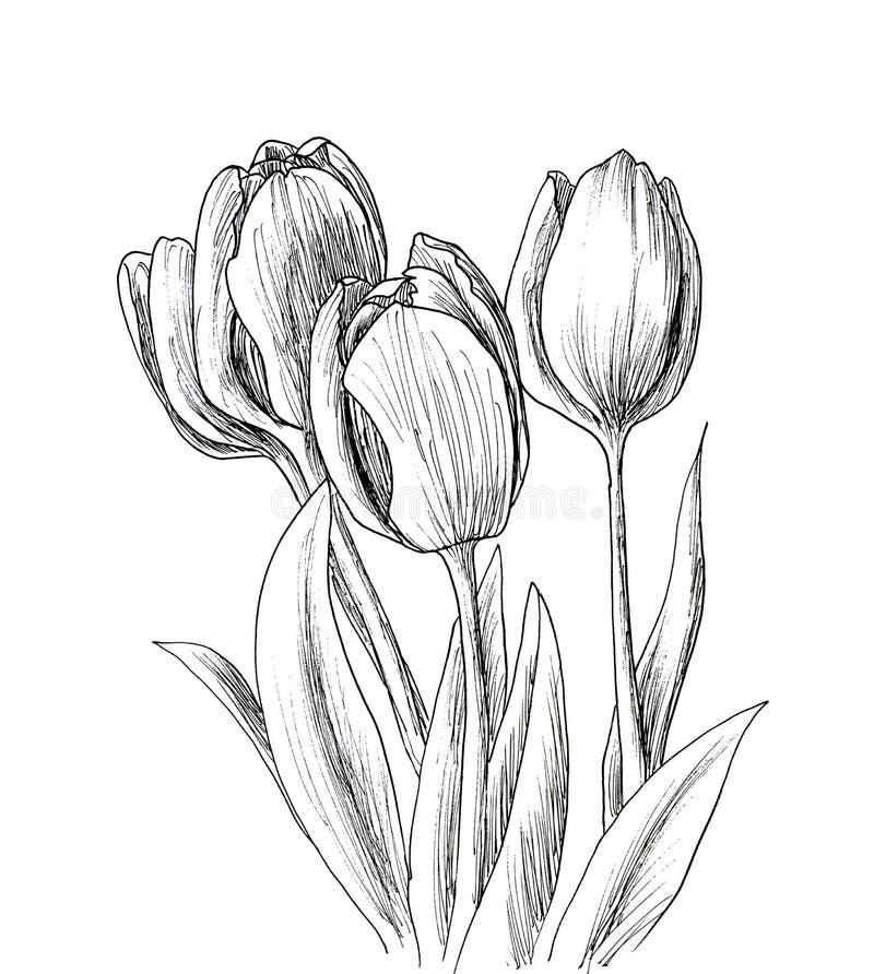 Hand Drawn Decorative Tulips for Your Design Stock Illustration ...