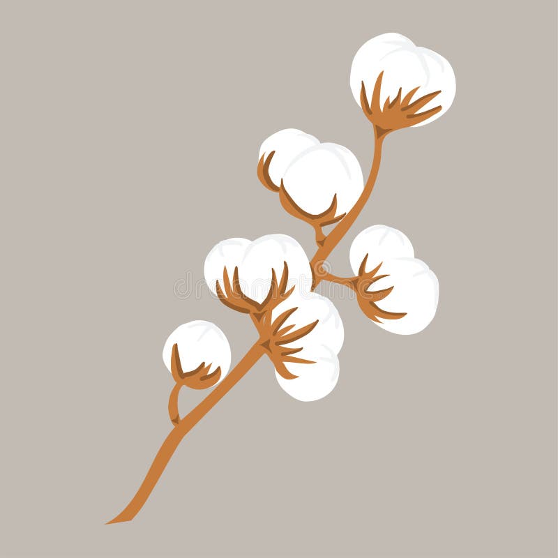 Hand Drawn Delicate Branch of Cotton Flower Plant, Vector Illustration ...