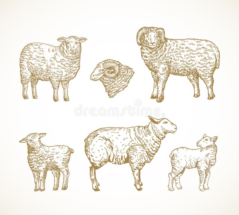 Domestic Animals Drawings Stock Illustrations – 932 Domestic Animals Drawings Stock Illustrations, Vectors & Clipart - Dreamstime Domestic Animals Drawings Stock Illustrations – 932 Domestic Animals Drawings Stock Illustrations, Vectors & Clipart - Dreamstime