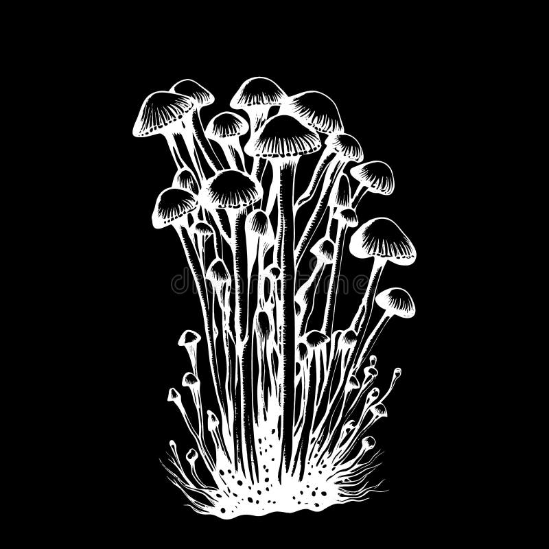 Hand drawn Enoki mushrooms stock vector. Illustration of fungal 263666110
