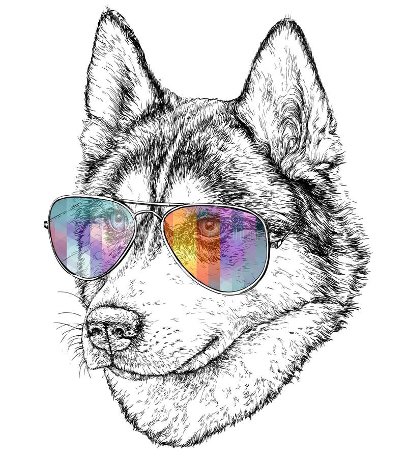 Hand Drawn Fashion Illustration of Husky Hipster with aviator sunglasses. vector illustration Hand Drawn Fashion Illustration of Husky Hipster with aviator sunglasses. vector illustration