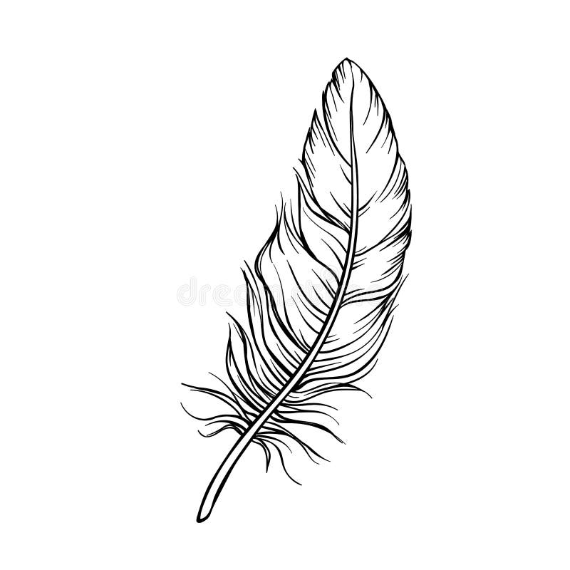 Hand drawn feathers stock vector. Illustration of nature - 189971612