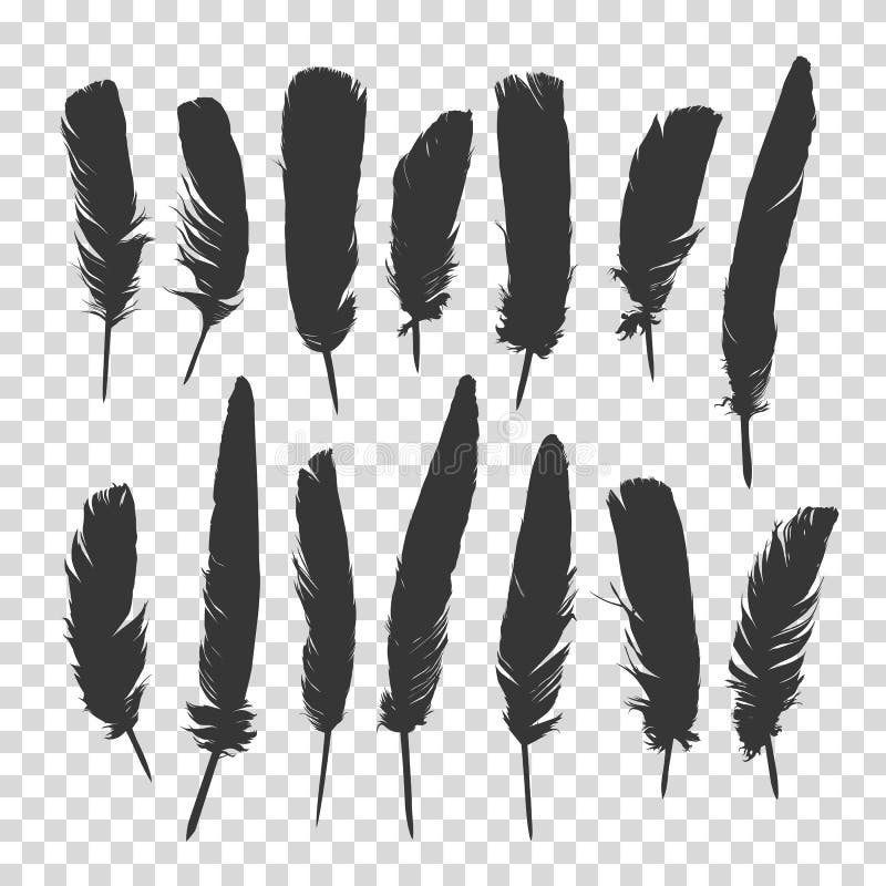 Black feathers on white transparent background Vector Image