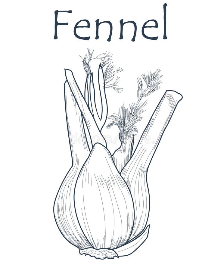 Hand Drawn Fennel Isolated On White Background. Stock Vector