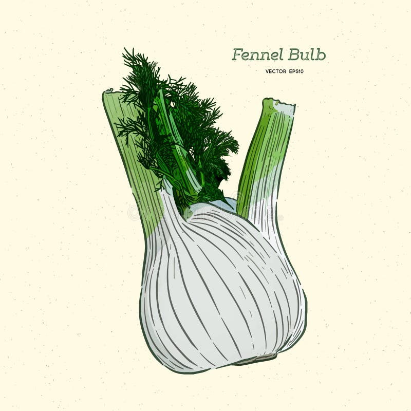 Fennel Stock Illustrations 3,913 Fennel Stock Illustrations, Vectors