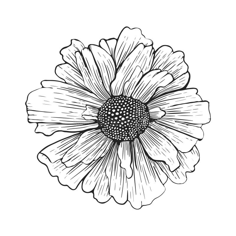 Hand drawn flower isolated on white background. Vector illustration. vector illustration Hand drawn flower isolated on white background. Vector illustration. vector illustration