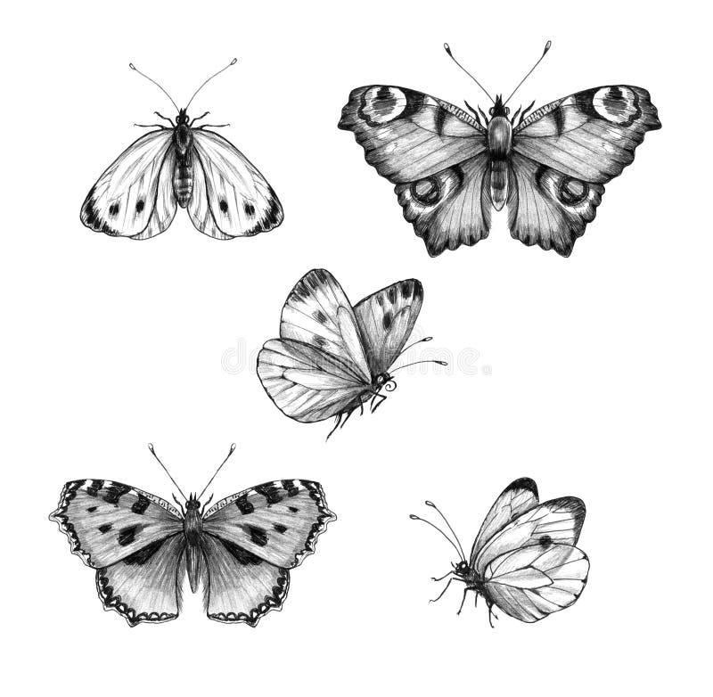 Hand drawn butterflies isolated on white background. 