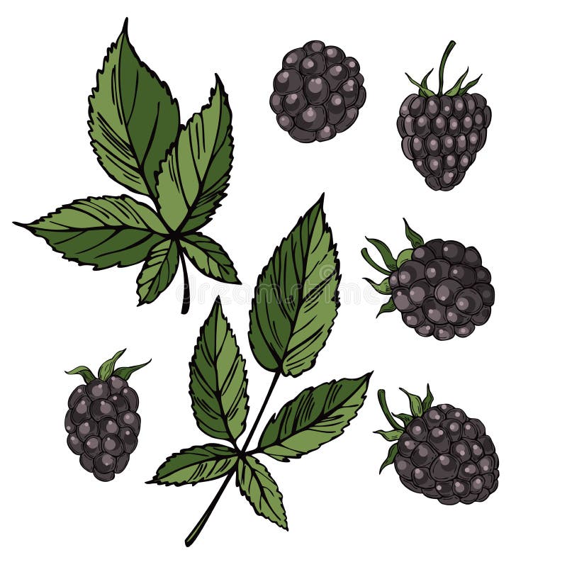Hand Drawn Blackberry . Vector Sketch Illustration Stock Vector