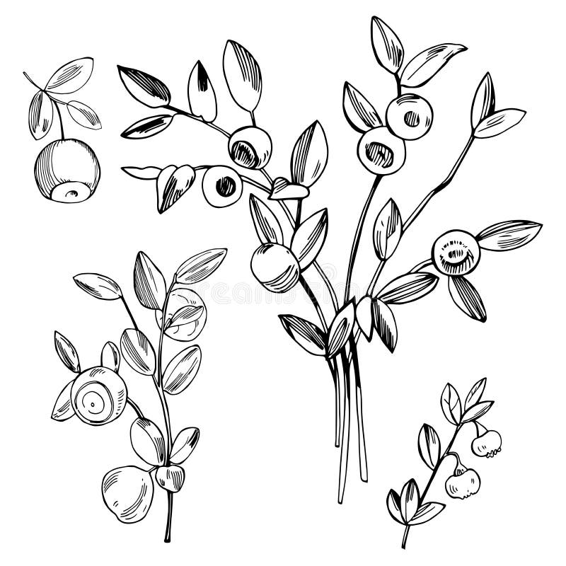 Hand Drawn Forest Berry. Blueberry, Bilberry. Vector Sketch ...