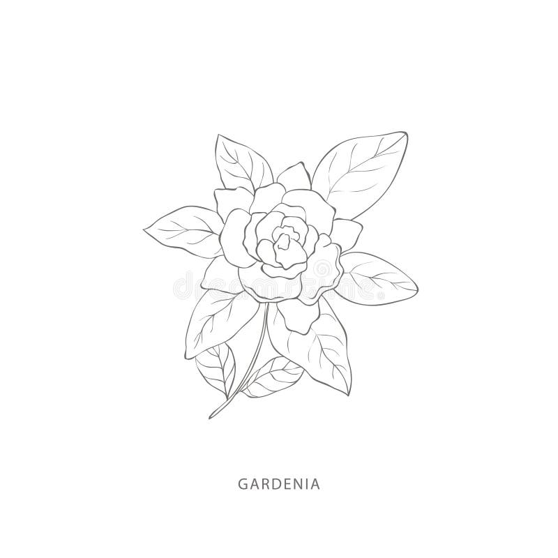 Hand drawn gardenia flower.Plant design elements. 