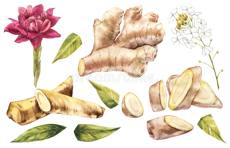 Hand Drawn Ginger and Horseradish watercolor sketch. Illustration For Food Design.