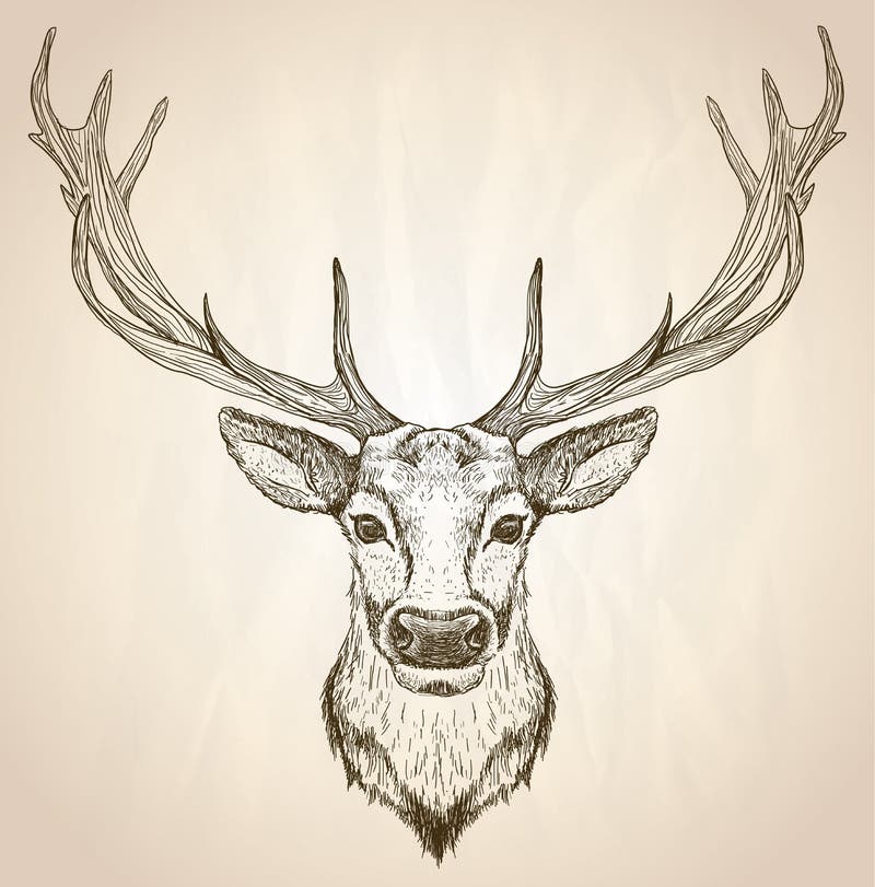 Hand drawn graphic illustration of of a deer head with big antlers. stock i...