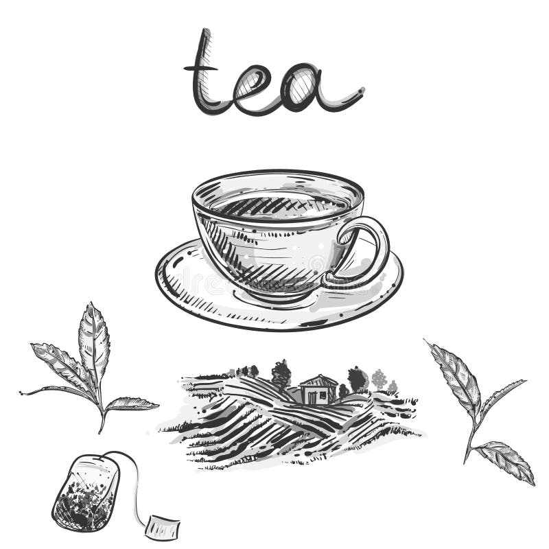 Tea Farm Stock Illustrations 5,882 Tea Farm Stock Illustrations