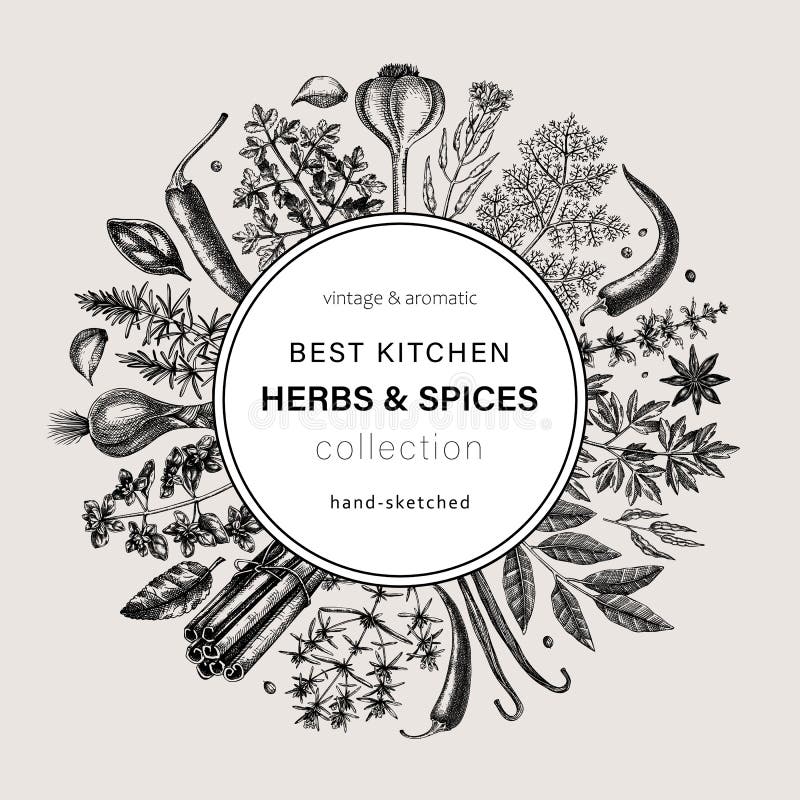 Hand-drawn herbs and spices round design. Hand-sketched food vintage wreath. Vintage aromatic plants hand-drawing. Kitchen herbs