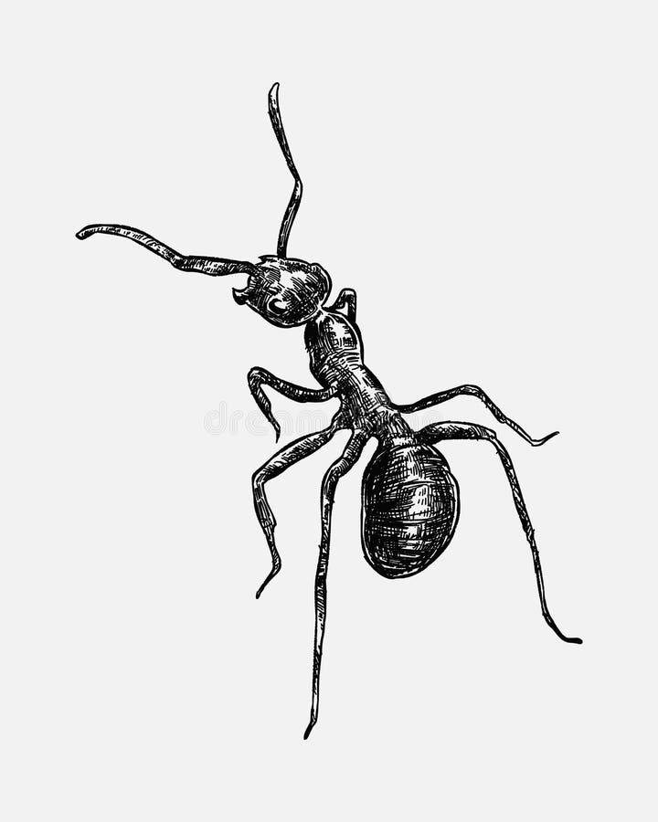 A sketch depicting the design of the ANT paradigm [53](p121). | Download  Scientific Diagram