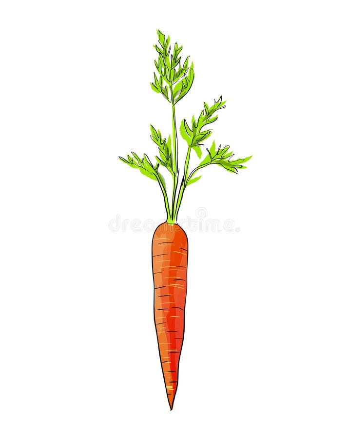 Hand Drawn Illustration of Carrot. Stock Illustration Illustration of