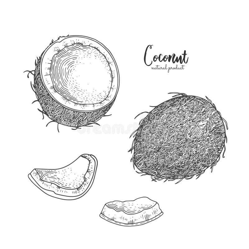 Hand drawn illustration of coconut isolated on white background. Engraved art. Tropical vegetarian objects. Use for royalty free illustration Hand drawn illustration of coconut isolated on white background. Engraved art. Tropical vegetarian objects. Use for royalty free illustration
