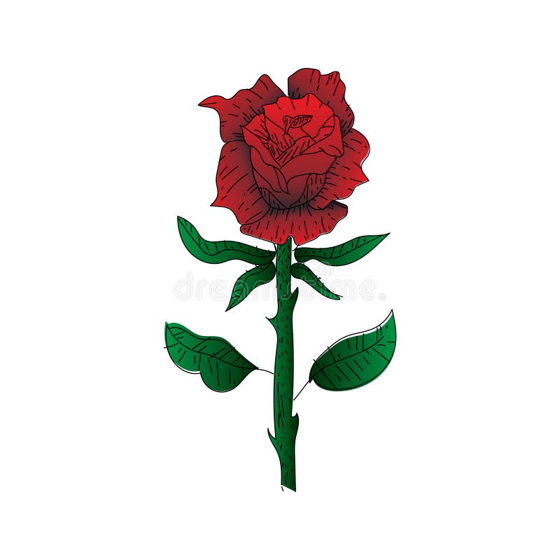 Hand drawn Illustration design rose flower isolated stock illustration