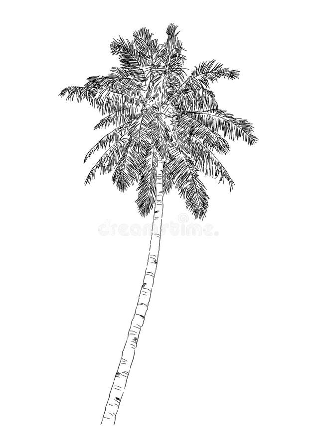 Set of Palm Tree Sketch, Hand Drawn Graphic by RoMashkaVector · Creative  Fabrica