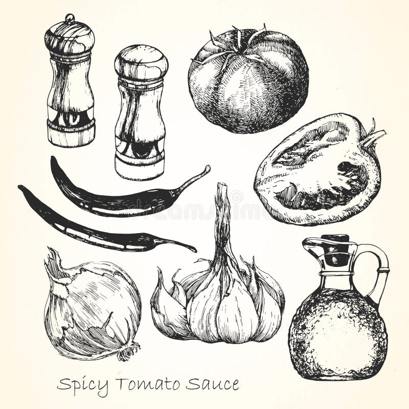 Set of ingredients for a spicy tomato sauce. Hand-drawn illustration. Vector vector illustration Set of ingredients for a spicy tomato sauce. Hand-drawn illustration. Vector vector illustration