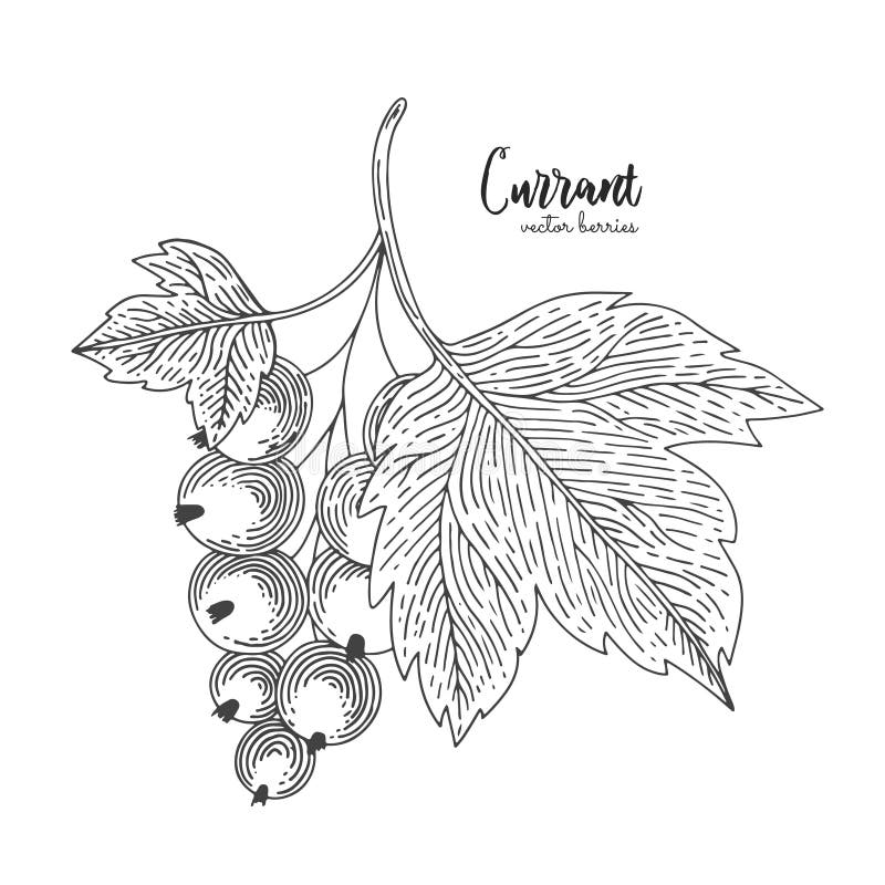 Hand drawn illustrations of currant isolated on white background. Vintage botanical engraving illustration of currant stock illustration Hand drawn illustrations of currant isolated on white background. Vintage botanical engraving illustration of currant stock illustration