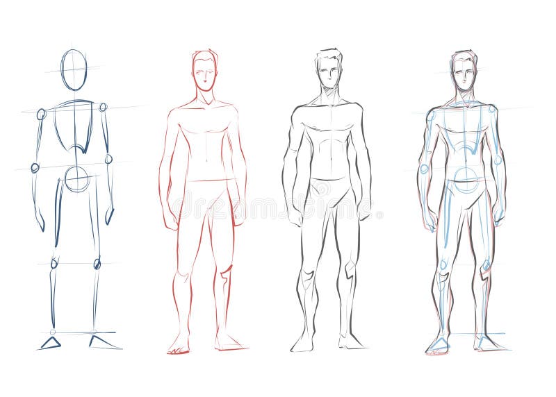 Vector Male Human Body Drawing Sketches Stock Vector - Illustration of