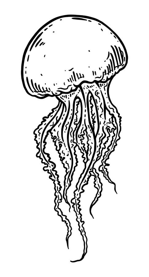 Hand Drawn Jellyfish Isolated Illustration Stock Vector - Illustration ...