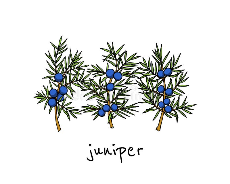Hand drawn juniper twigs stock vector. Illustration of fresh - 107612926