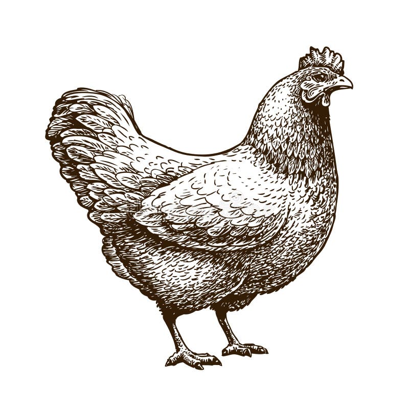 Hand-drawn kip, kip Gevogelte, grill, landbouwbedrijfdier Uitstekende schets vectorillustratie