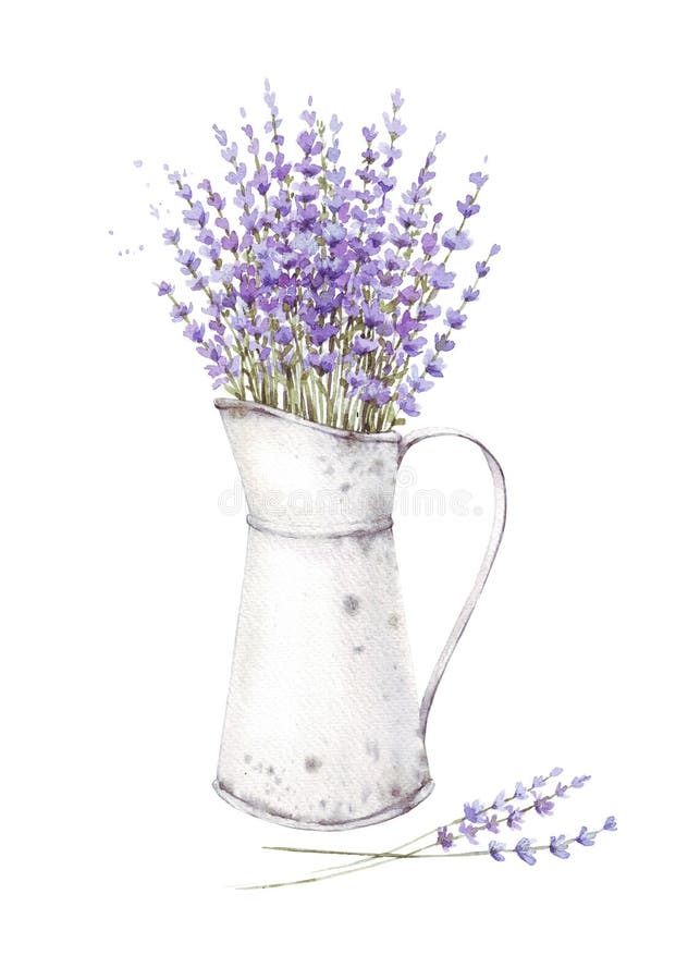 Hand-drawn lavender flowers with leaves in pot closeup isolated on a white background. Hand painting on paper. Watercolor illustration of a bouquet of lavender, Provence, herbs, vintage card, vintage