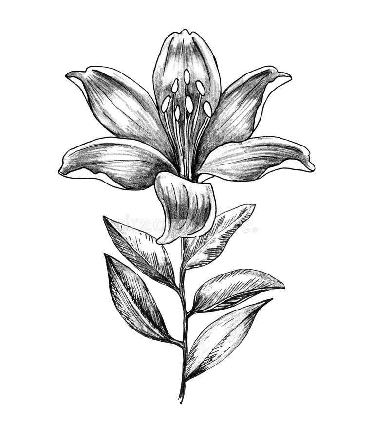 pencil drawings of tiger lilies